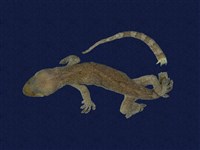 鉛山壁虎藏品圖，第1張